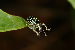 Lordops schoenherri