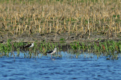 Himantopus himantopus