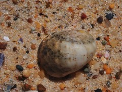 Nerita erythrostoma
