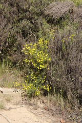 Chrysocoma coma-aurea