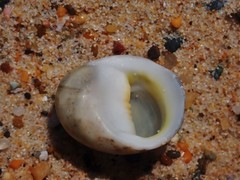 Nerita erythrostoma