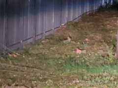 Sylvilagus floridanus