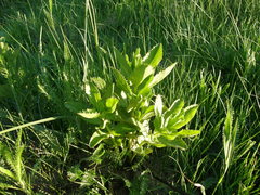 Hylotelephium maximum maximum