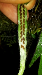 Notogrammitis pseudociliata