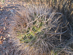Gymnocalycium hossei