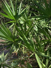 Serenoa