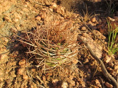 Gymnocalycium hossei