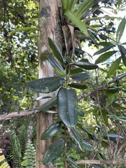 Pimenta racemosa grisea