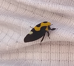 Membracis mexicana