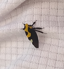 Membracis mexicana