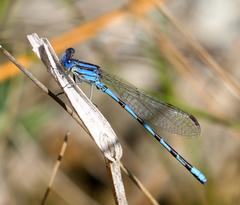 Argia leonorae