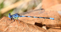 Argia leonorae