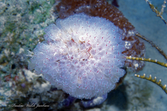 Clavelina picta