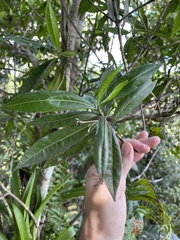 Stenostomum resinosum