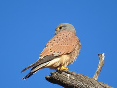 Falco tinnunculus tinnunculus