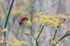 Rhynchium oculatum oculatum