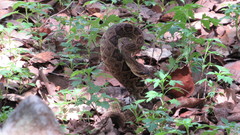 Crotalus molossus oaxacus