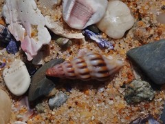 Austrodrillia angasi