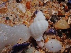 Coralliophila squamosissima