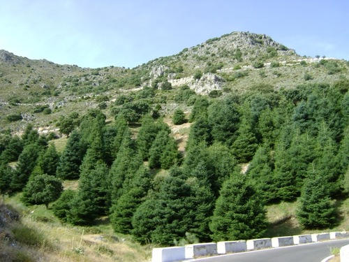 Image of Abies pinsapo by (c) Santiago Martín-Bravo, some rights reserved (CC BY)