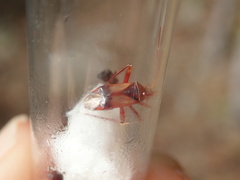 Pseudomegacoelum beckeri