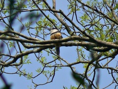 Notharchus swainsoni