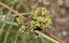 Aceria cichorii