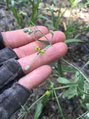 Ranunculus laxicaulis