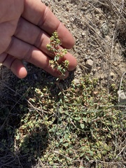 Euphorbia ocellata