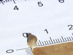 Succinea meridionalis