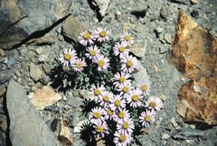 Erigeron pygmaeus