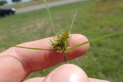 Cyperus retroflexus