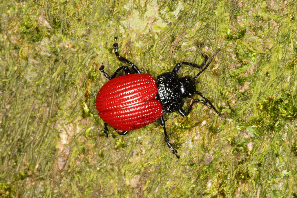 Elytrosphaera xanthopyga