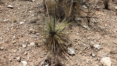 Yucca angustissima
