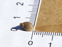 Succinea meridionalis