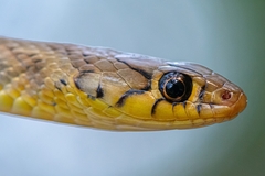 Amphiesma stolatum