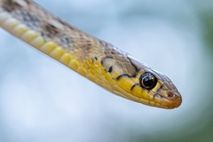 Amphiesma stolatum