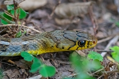 Amphiesma stolatum