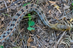 Amphiesma stolatum