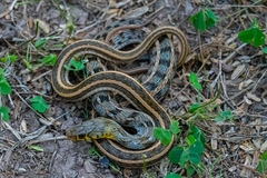 Amphiesma stolatum