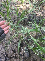 Ranunculus laxicaulis