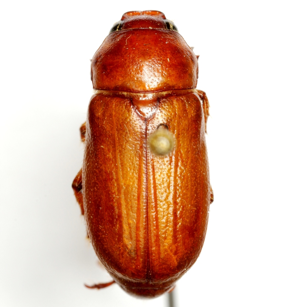 Phyllophaga riviera