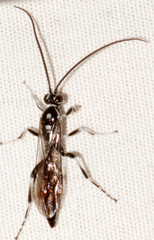 Cratichneumon sublatus