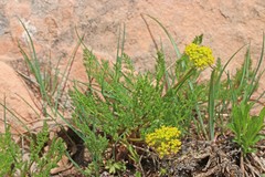 Lomatium grayi grayi