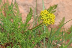 Lomatium grayi grayi