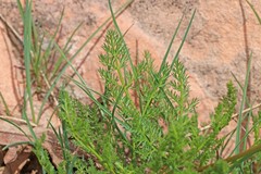 Lomatium grayi grayi