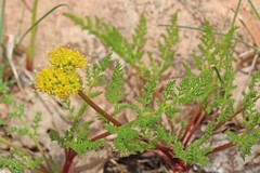 Lomatium grayi grayi