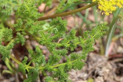 Lomatium grayi grayi