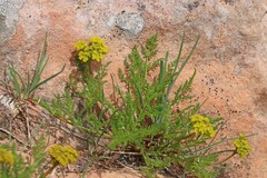 Lomatium grayi grayi