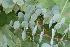Eucalyptus cordata